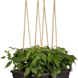Elho - Basics - Rollbarer Blumenkasten für den Außenbereich